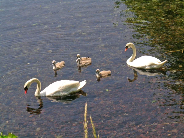 Swans with baby swans — Stock Photo, Image