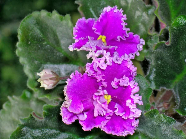 Flor violeta — Foto de Stock