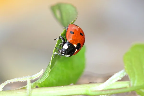 Ladybird — Stock Photo, Image