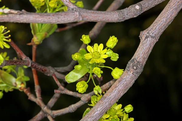 Ahornblüten im Frühling — Stockfoto