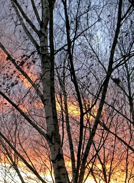 Björkar vid solnedgången bakgrund — Stockfoto