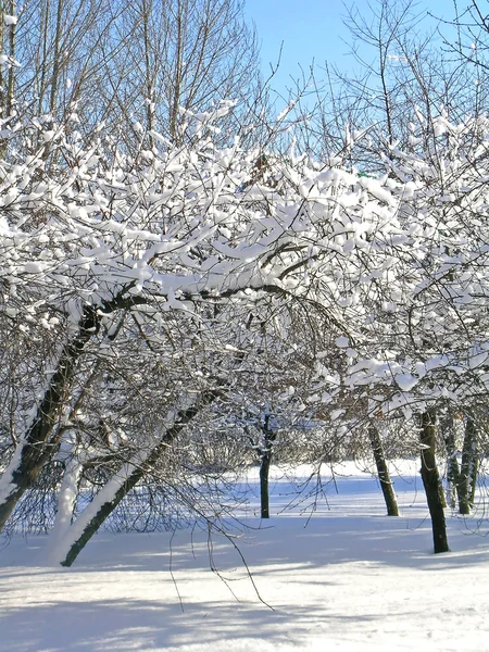 나무는 눈과 얼음으로 덮여 — 스톡 사진