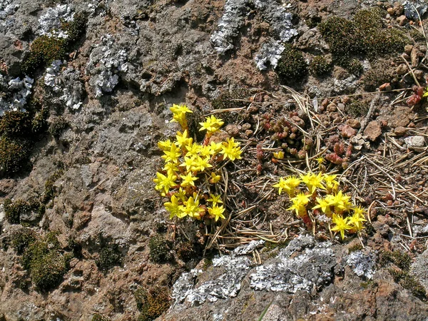 石の花 — ストック写真