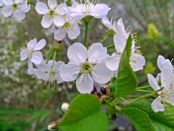 Flor de cerezo — Foto de Stock