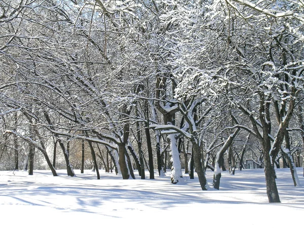 Деревья, покрытые снегом и льдом — стоковое фото
