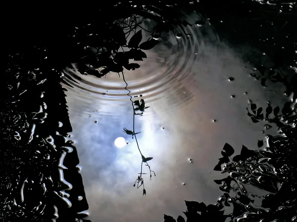 Reflexão na poça após tempestade — Fotografia de Stock