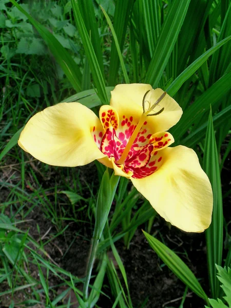 Tigridia 노란 꽃 스톡 사진