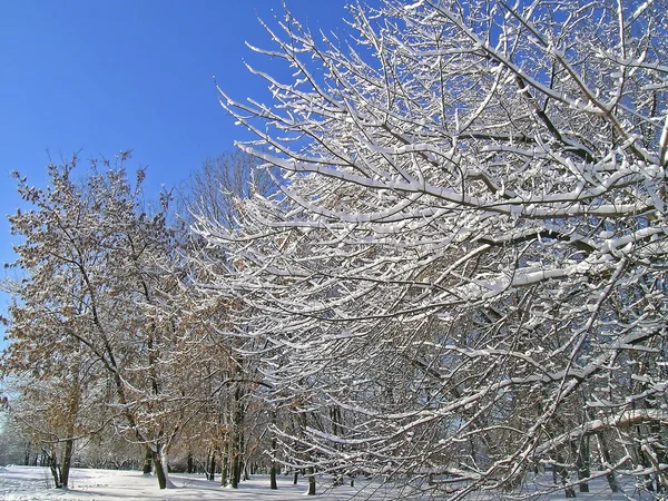 Árvores cobertas de neve e gelo — Fotografia de Stock