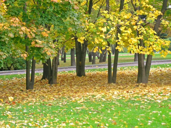 Autumn in the park — Stock Photo, Image