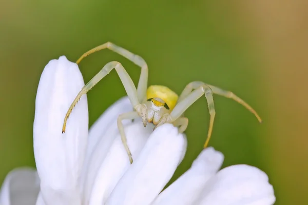 Spider on the flower — Stock Photo, Image