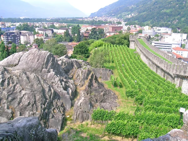 Vignoble à Bellinzona, Suisse — Photo