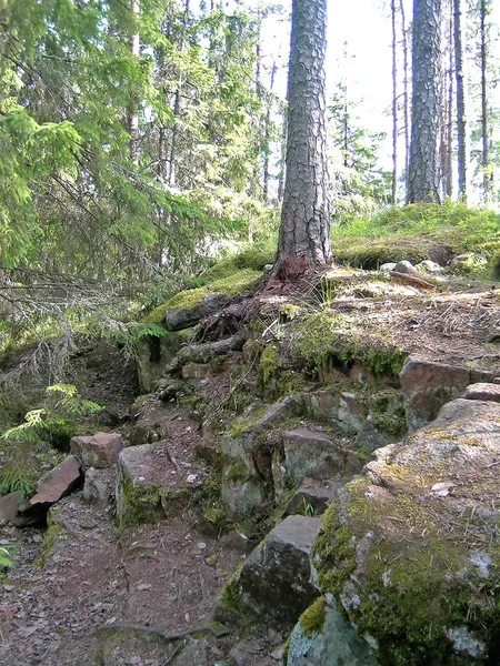 Forêt de pins — Photo