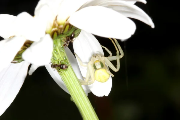 Hunting spider on the camomile flower — Stock Photo, Image