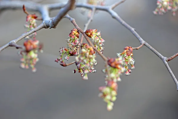 Female flowers of maple ash — Stock Photo, Image