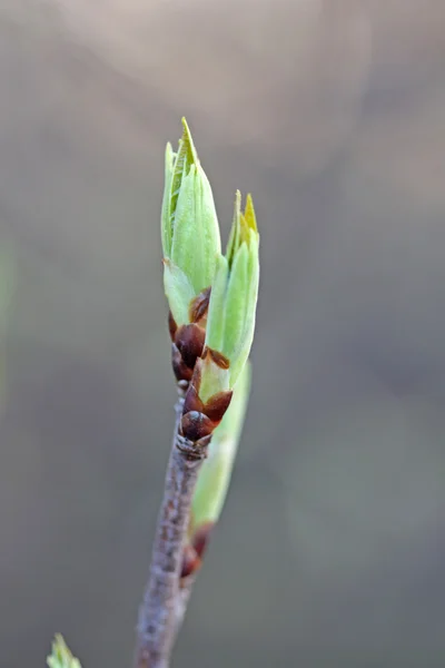 Jungblätter im Frühling — Stockfoto