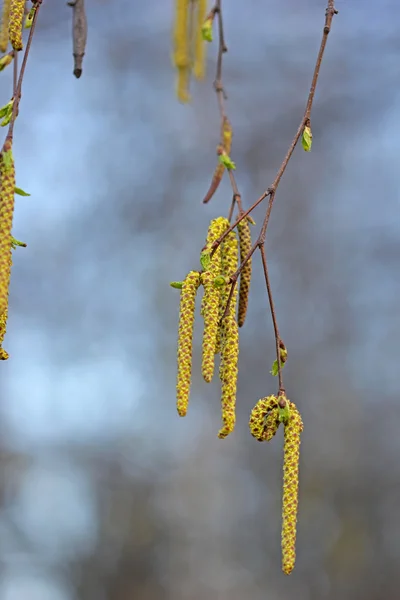 Březové jehnědy — Stock fotografie