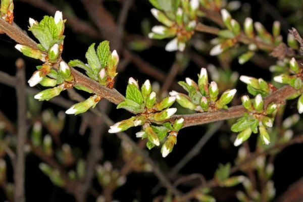 Nanking Kirschblüte — Stockfoto