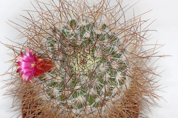 Cactus with pink flower — Stock Photo, Image