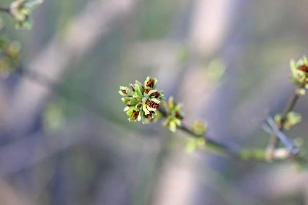 Jungblätter im Frühling — Stockfoto