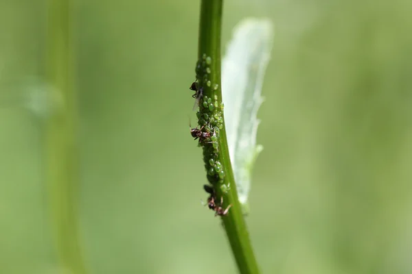 Ant milking aphids — Stock Photo, Image