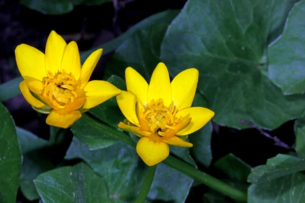 Dzikie kwiaty żółte — Zdjęcie stockowe