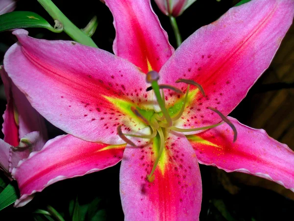 Magenta lily flower — Stock Photo, Image