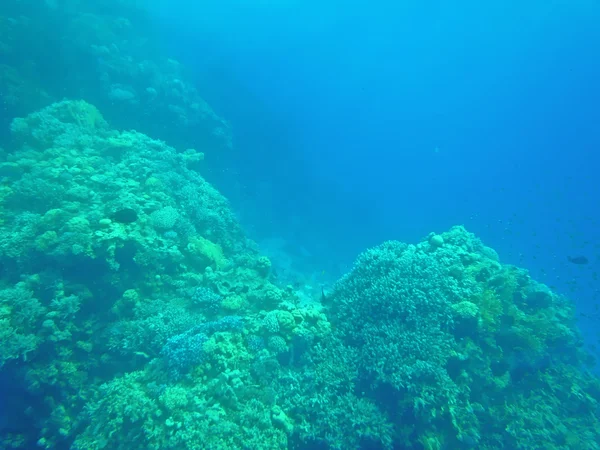 Рыба и кораллы в море — стоковое фото