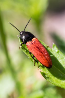 Makro fotoğraf güzel bir hata