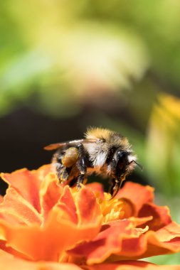 Makro fotoğraf güzel bir hata