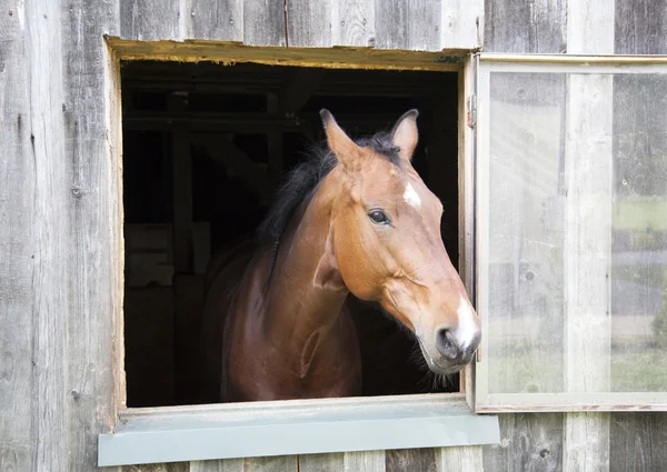 Curious Horse — Stock Photo, Image