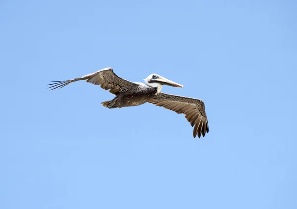 Flying — Stock Photo, Image