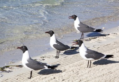 martıları seyrederken