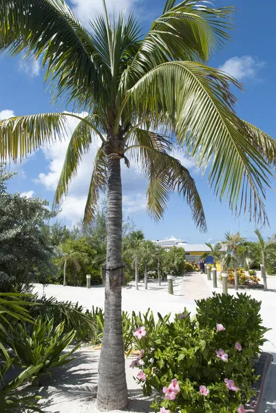 View Tourist Village Half Moon Cay Moored Cruise Ship Background — Stock Photo, Image