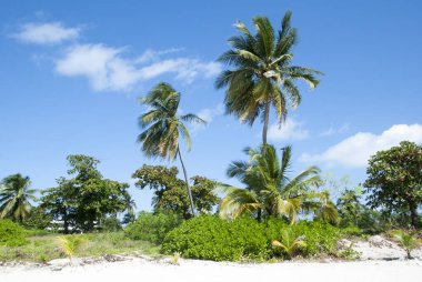 Grand Cayman Adası 'nda (Cayman Adaları) yedi mil plajında tropik yeşillik ve palmiye ağaçları).