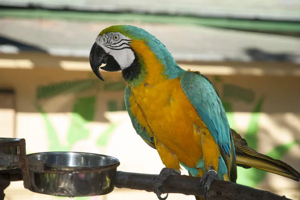 Close Colorful Macaw Parrot Nassau City Zoo Bahamas — Stock Photo, Image