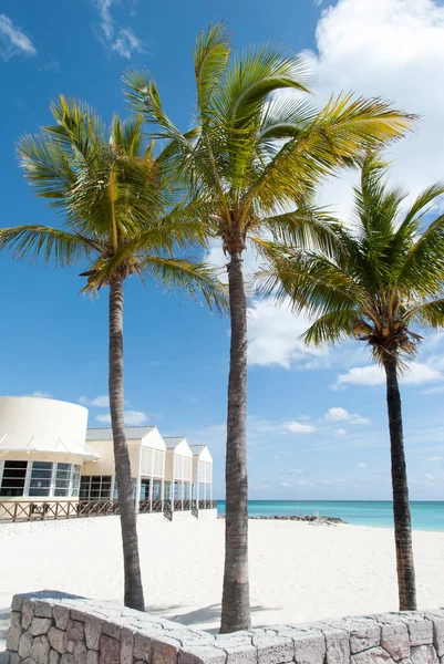 Tři Vysoké Palmy Turistické Pláži Lucaya Freeportu Ostrově Grand Bahama — Stock fotografie