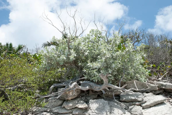 Drzewo Rosnące Skałach Half Moon Cay Niezamieszkana Wyspa Bahamy — Zdjęcie stockowe