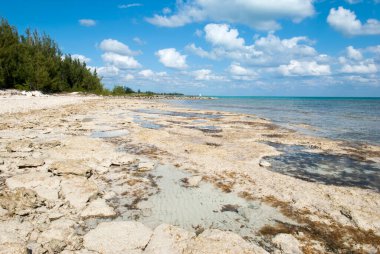 Grand Bahama Adası 'ndaki kasırganın kumlarını yıkadığı kayalık sahil..