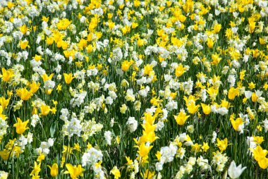 Bahar çiçeklerinin Kaunas şehrinde (Litvanya) sokak süsü olarak büyüyen soyut görünümü).