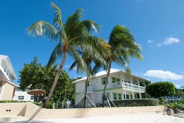 Scheve Palmen Seven Mile Beach George Town Grand Cayman Eiland — Stockfoto