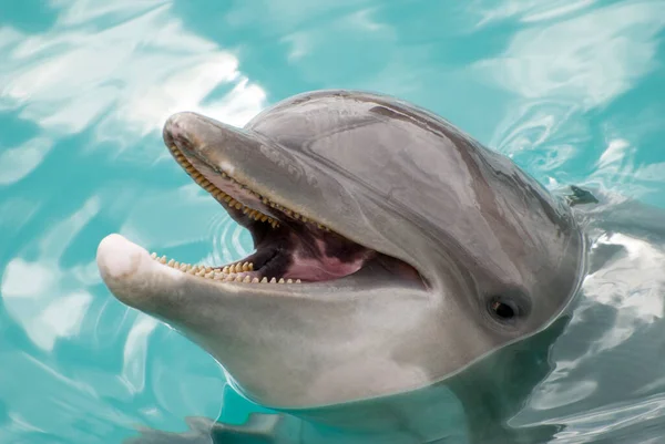 Vista Cercana Delfín Delfinario Isla Cozumel México —  Fotos de Stock