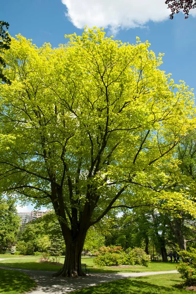哈利法克斯市 加拿大新斯科舍省 公园树夏季正午景 — 图库照片