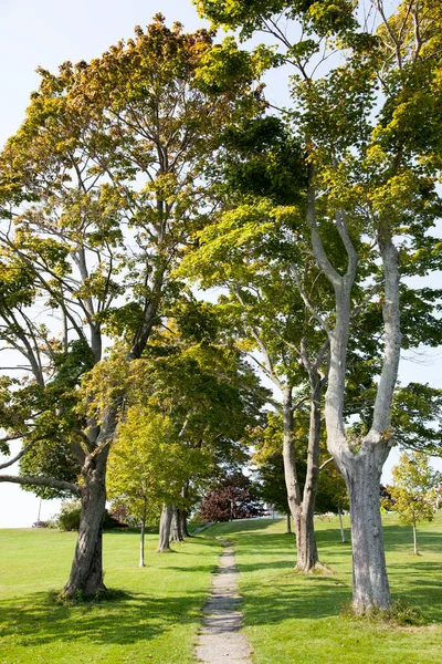 Het Smalle Voetpad Door Hoge Bomen Portland Stadspark Maine — Stockfoto