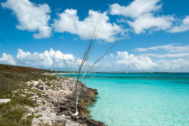 Half Moon Cay üzerinde kuru bir ağaçla kayalık bir sahil manzarası (Bahamalar)).