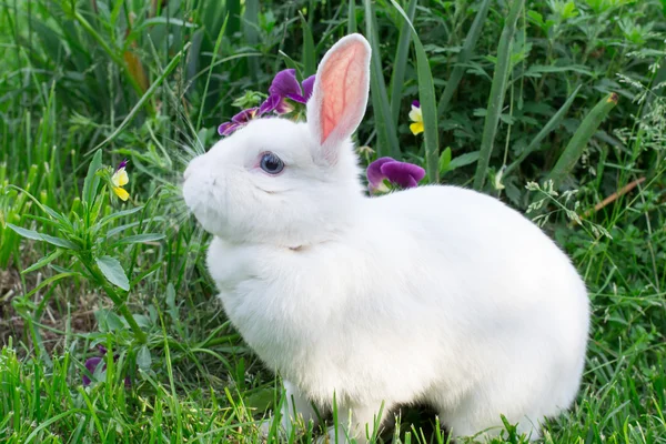 坐在附近鲜花草地上只白色的兔子 — 图库照片