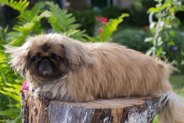 Pekingese köpek