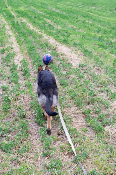 Auf dem Feld, mit einem Schäferhund — Stockfoto