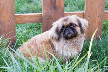 küçük köpek çim