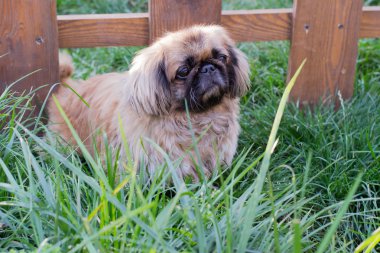 küçük köpek çim