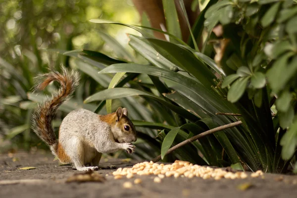 Eichhörnchen frisst etwas Mais — Stockfoto
